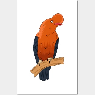 Andean Cock of The Rock bird cartoon illustration Posters and Art